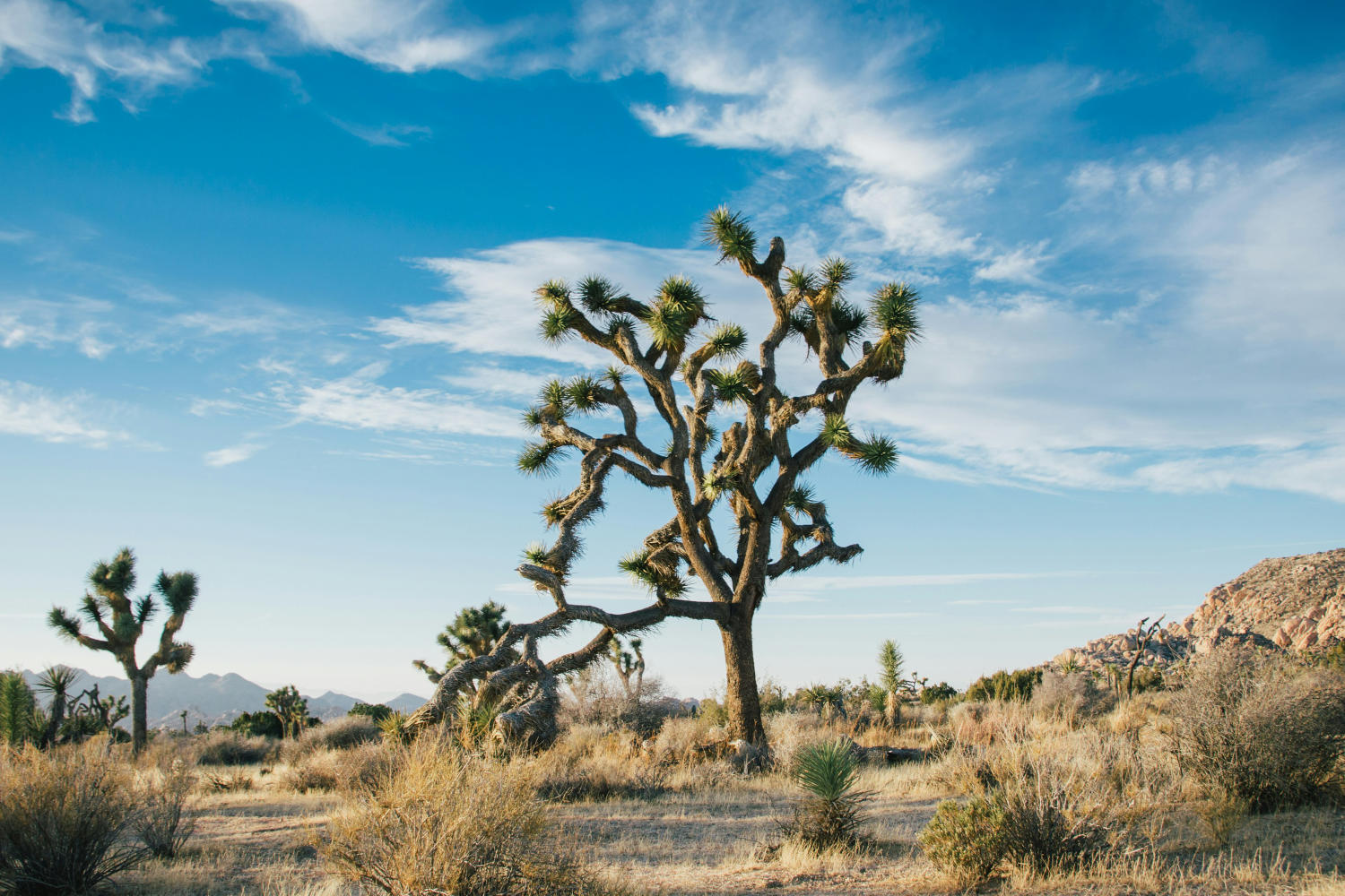 Desert / Great Basin