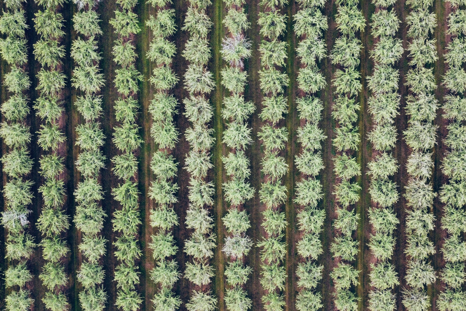 San Joaquin Valley